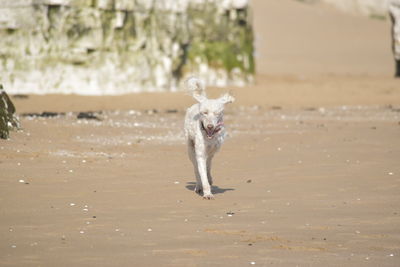 Dog running on beach