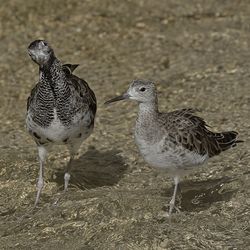 Close-up of bird on sand