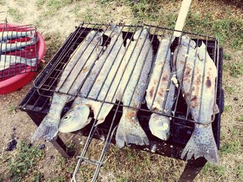 Close-up of fish in container