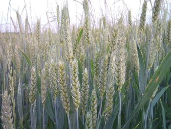 Crop growing in field