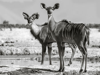 Greater kudus