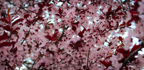 Low angle view of pink flowers on tree