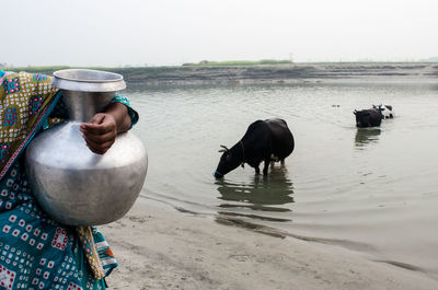 Midsection of woman standing by lake with cows