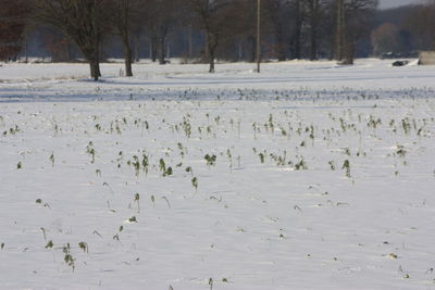 Scenic view of frozen lake during winter