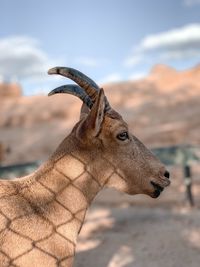 Deer looking away against mountains