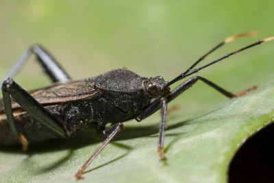 Close-up of assassin bug on green leaf