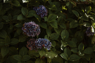 Close-up of purple hydrangea flowers