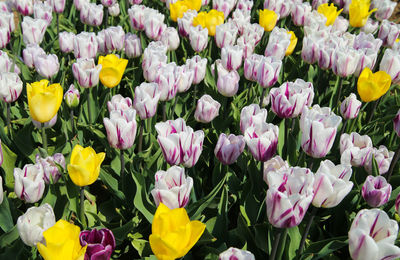 Close-up of fresh pink tulips in field