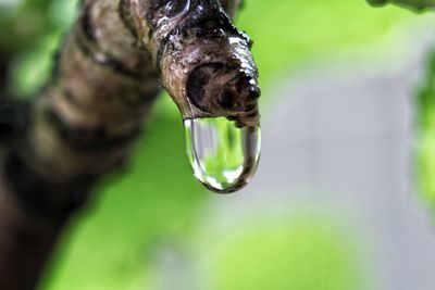 Close-up of water drop on leaf