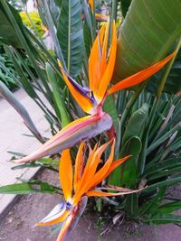 Close-up of orange flowering plant