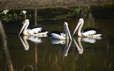 Birds swimming in lake