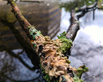 Close-up of tree trunk