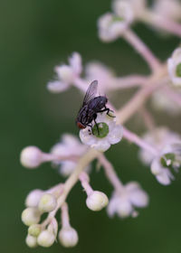 Close-up of butterfly pollinating on flower