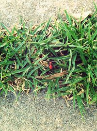 Plant growing on field