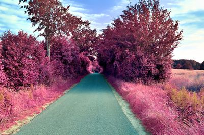View of pink flowering trees by road