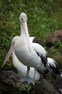 Close-up of bird perching on a tree