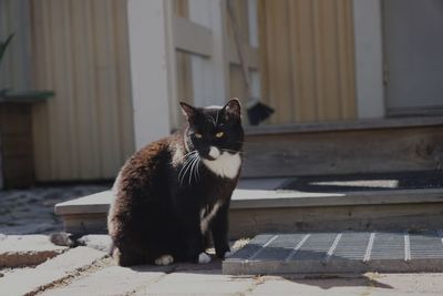 Portrait of cat