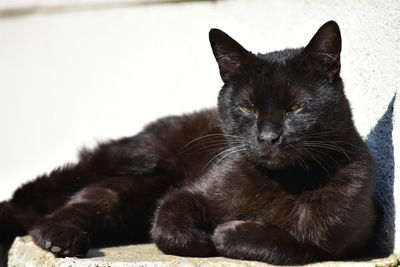 Close-up of black cat resting on floor
