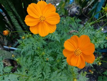 Close-up of orange flowering plant