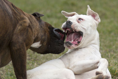Close-up of boxer dogs fighting on field