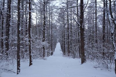 Trees in snow covered forest