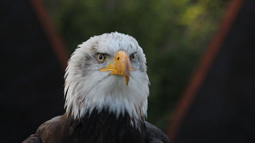 Close-up of eagle against blurred background