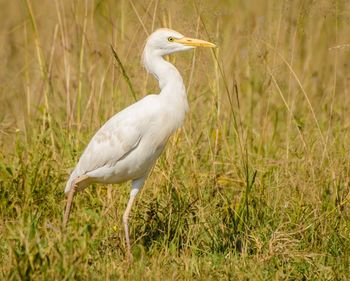 View of duck on land