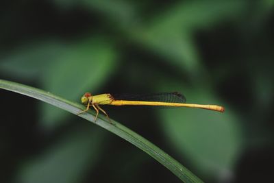 Close-up of dragonfly on leaf