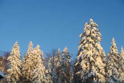 Low angle view of snow covered plants against clear blue sky