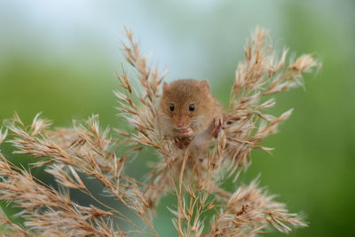 Harvest mouse in the wheat 