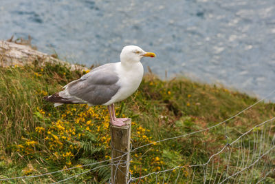 Seagull perching on wooden post in sea