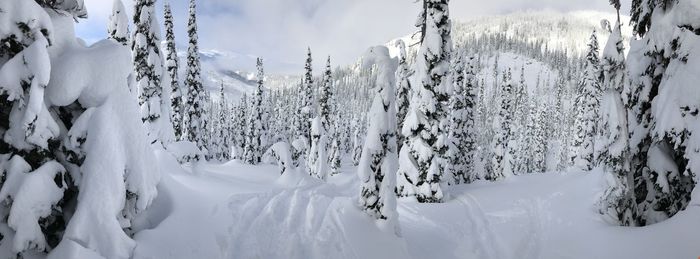 Snow covered trees against sky