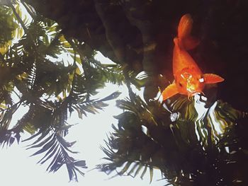 Low angle view of lizard on tree