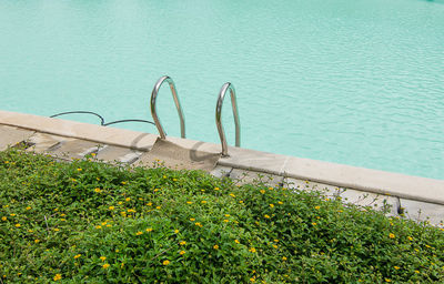 High angle view of plants by swimming pool