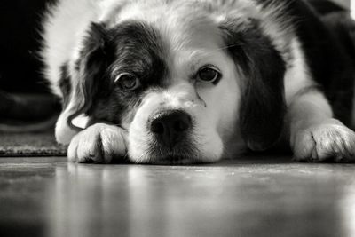 Close-up portrait of a dog