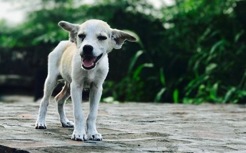 Portrait of dog