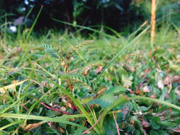 Close-up of plant growing on field