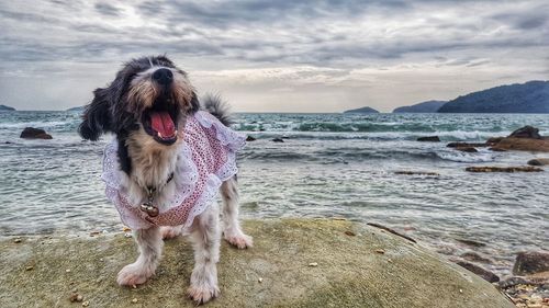 Dog on beach