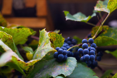 Ripe grape hanging on brown roof outside. a bunch of ripe blue grapes in close-up. dry green yellow 