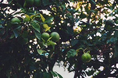 Close-up of fruits growing on tree