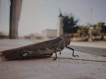 Close-up of grasshopper on walkway