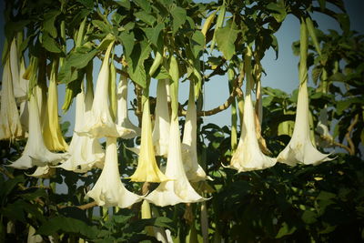 Close-up of plants hanging from tree