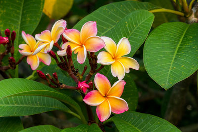 Close-up of flowers and leaves on plant