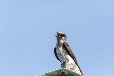 Low angle view of eagle perching on the sky