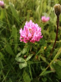 Close-up of pink flowering plant on field