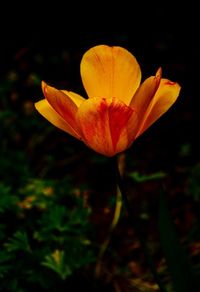 Close-up of orange flowering plant on field