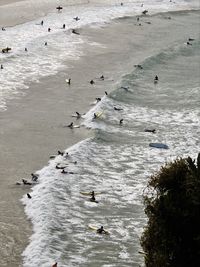 View of birds in water