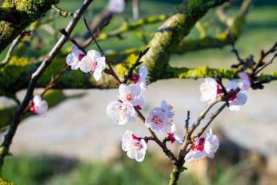 Close-up of cherry blossoms in spring