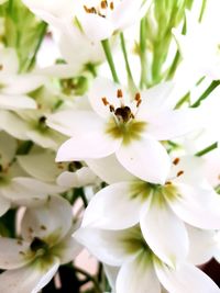 Close-up of white cherry blossom