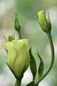 Close-up of wet flower bud